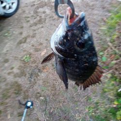 本日チヌ(クロダイ)釣れました